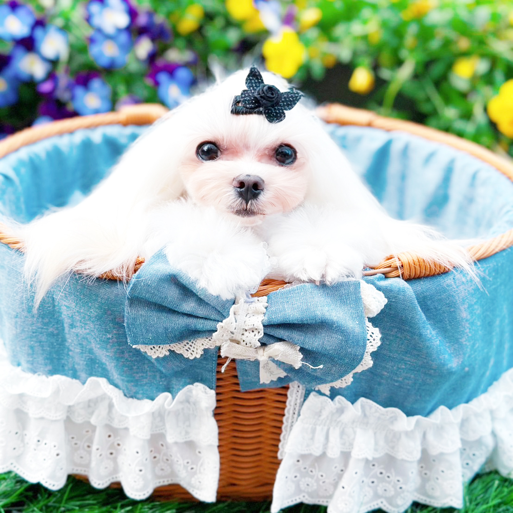卒業犬ふじちゃんの近況♪